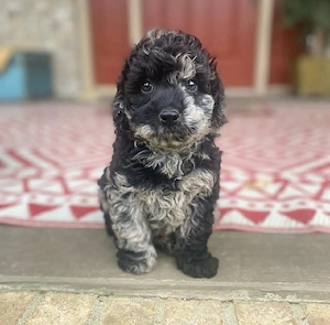 Bezaubernde Labradoodle welpe