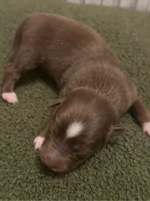 Mini Australien Shepherd Wurfankündigung