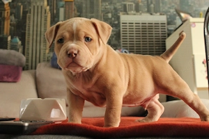 American Bully Pocket Welpe in 2 Wochen abgabbereit