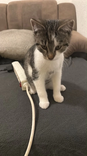 Zwei Katzen suchen ein neues zu hause 