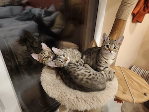    Wunderschöne Bengal-Kitten suchen ein liebevolles Zuhause   