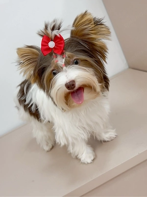      nur noch zwei biewer-yorkshire-terrier-welpen verfügbar!     