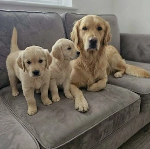 Wunderschöne Golden Retriever Welpen suchen ein liebevolles Zuhause     