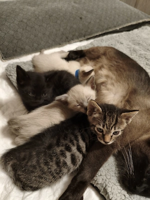 Bengalmix Kitten, Reinrassige Siam Kitten zu verkaufen 