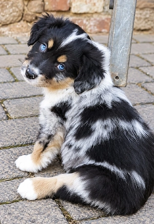 Miniature Australian Shepherd Welpen mit Papieren 
