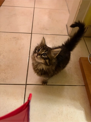 Langhaar Kitten suchen Zuhause