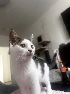 persermix mädchen sucht zuhause