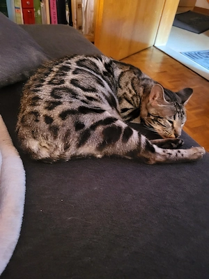 Bengal Kätzin 4 jahre alt 