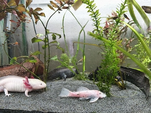 Axolotl abzugeben 
