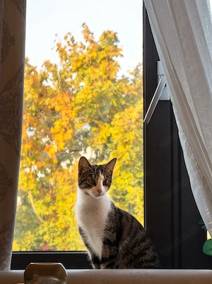Bella sucht ein liebevolles Zuhause 