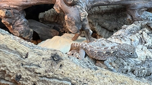 Skorpionschwanzgecko , Pristurus carteri Masirah Island