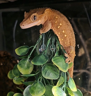 1.0 orange porthole 