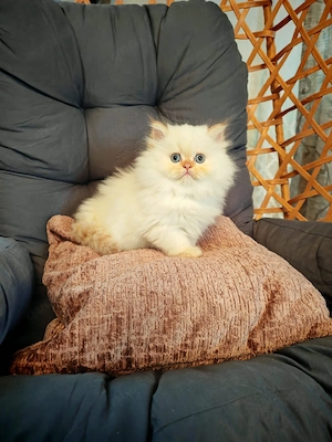 Wunderschöne Perser-Kitten suchen ein liebevolles Zuhause