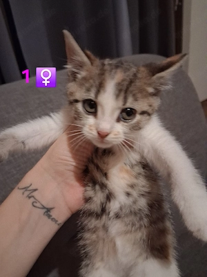 babykatzen ab 16.11.