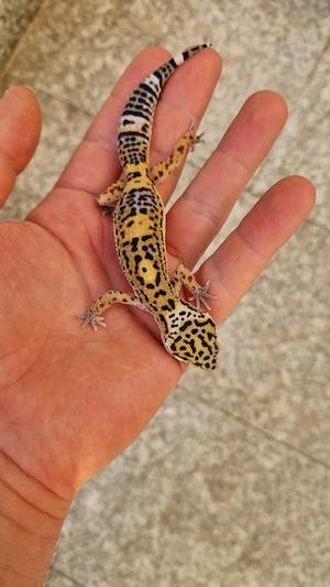 0.1 Black Night Mandarin Tangerine 