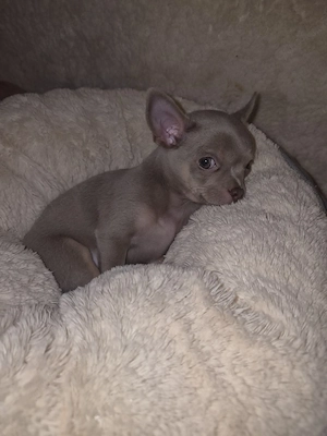 Chihuahua    Mini