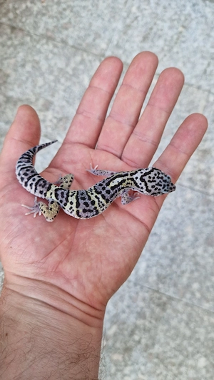 1.0 Black Night Mack Snow het. Raptor 