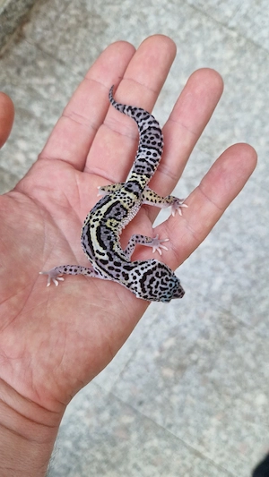 0.1 Black Night Mack Snow het. Raptor 