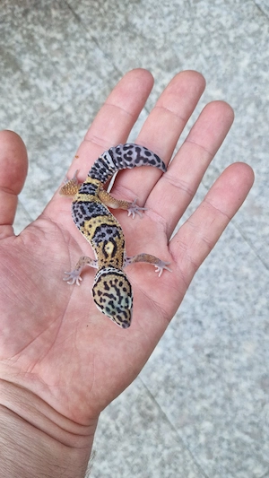 0.1 Black Night Mandarin Tangerine 