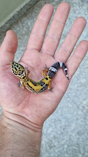 0.1 Black Night Mandarin Tangerine 