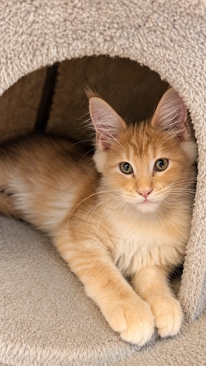    Süßes Maine-Coon-Mädchen sucht ein liebevolles Zuhause! 