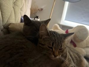zwei katzen