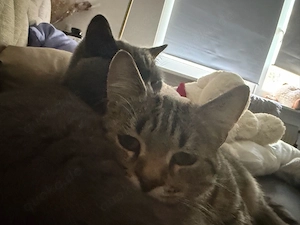 zwei katzen