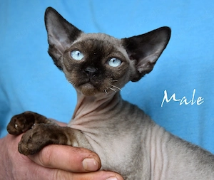 Kitten Devon Rex reinrassig mit Stammbaum 