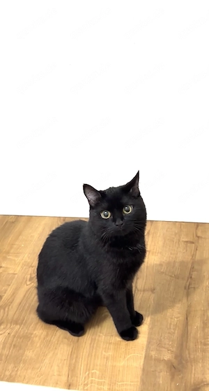 Mokka sucht ein liebevolles Zuhause   