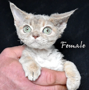 Reinrassige Devon Rex Kitten mit Stammbaum,  in Deutschland geboren 