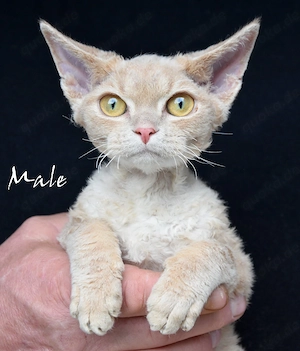 Wunderschöne  Devon Rex Kitten ( weiblich und männlich) 