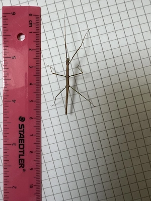 Stabschrecken abzugeben, Kleine, Mittlere und Große 
