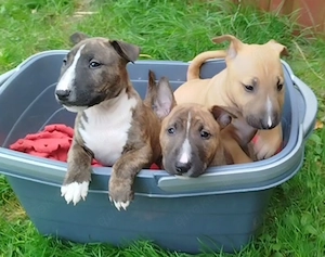 Entzückende Miniature Bull Terrier-Welpen suchen ein liebevolles Zuhause