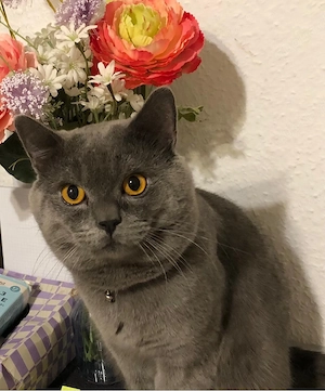 Wunderschöner reinrassiger BKH-Kater sucht ein neues Zuhause
