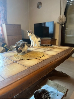 Katze zu verschenken