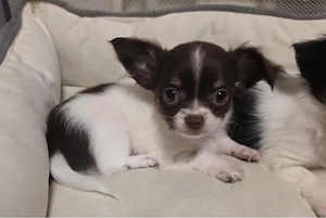 Chihuahua Welpen