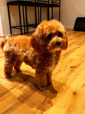 Maltipoo F2-Wurfankündigung!