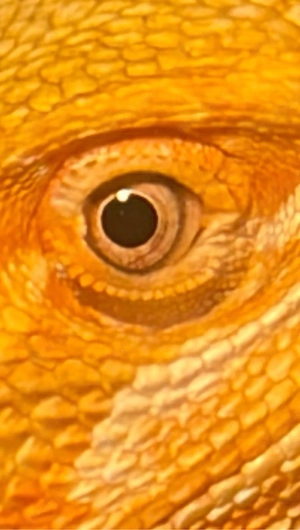    Bartagame-Weibchen in liebevolle Hände gesucht   