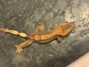 Kronengecko 0.0.1 Harlekin   Flame abzugeben 