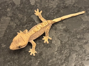 Kronengecko 0.0.1 Harlequin   Flame abzugeben