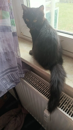 Maine Coon Katze 
