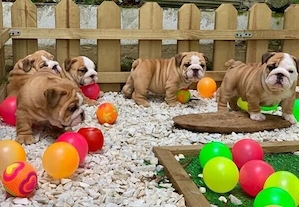 Englische Bulldoggenwelpen 