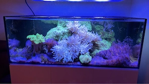 Weichkorallen abzugeben, Meerwasseraquarium