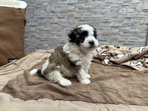 Maltipoo Rüde Tricolor