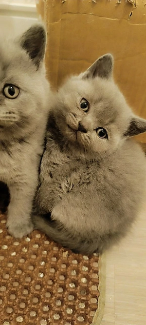 BKH Kitten 3