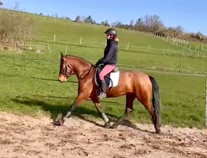 Bereiter (M W D) gesucht