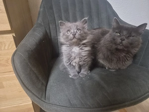Perser-Siam Kätzchen sucht neues Zuhause 