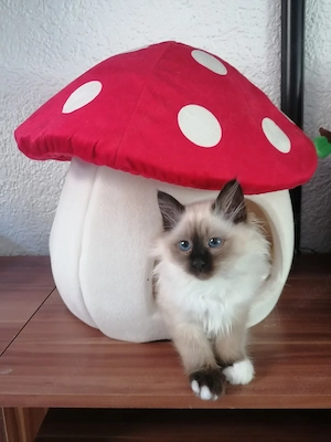 Traumhafte Mädchen heilige birma 