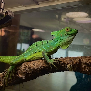 Stirnlappenbasilisk 1.0 