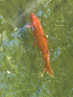 Koi Karpfen